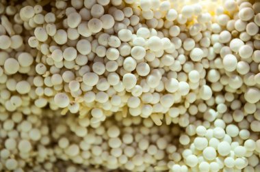 Beyaz Shimeji Pekin pazarında - Çin