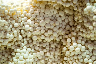 Beyaz Shimeji Pekin pazarında - Çin