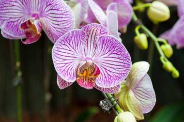 Singapur Botanik Bahçesinde orkideler
