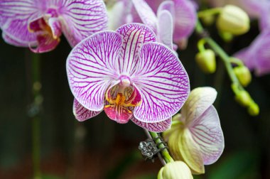 Singapur Botanik Bahçesinde orkideler