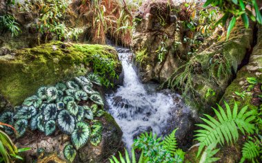 Singapur Botanik Bahçesi