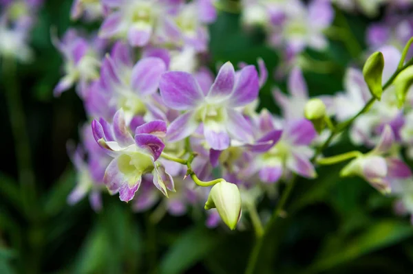 Orquídeas Jardín Botánico Singapur — Foto de Stock