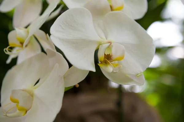 Orquídeas Jardín Botánico Singapur — Foto de Stock