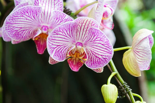 Orquídeas Jardín Botánico Singapur — Foto de Stock