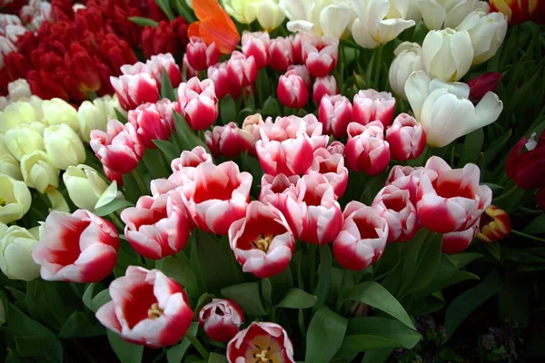 White-red color tulips in the greenhouse