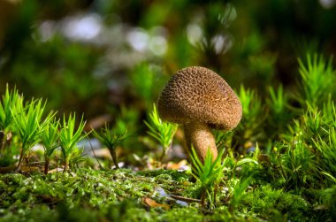 inocybe