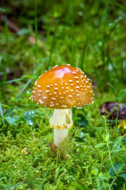 Amanita regalis