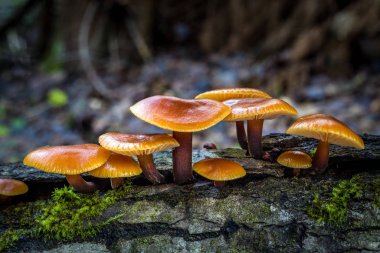 Flammulina - yenilebilir mantarlar