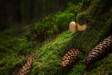 Tylopilus felleus. Yenilemez mantarlar