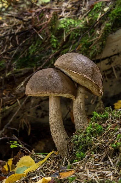 Leccinum pseudoscabrum, grzyby jadalne — Zdjęcie stockowe