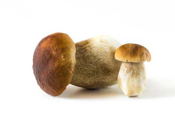 Boletus edulis —  Fotos de Stock