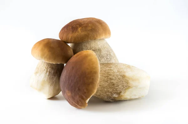 Трубчатый гриб edulis — стоковое фото
