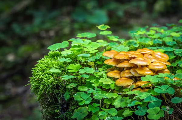 kuehneromyces mutabilis