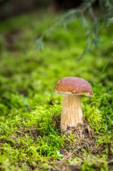 Boletus edulis — Fotografia de Stock