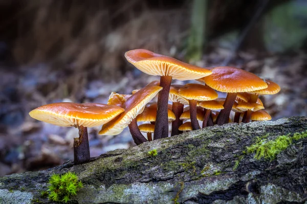 Flammulina - eetbare paddenstoelen — Stockfoto