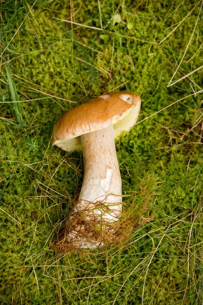 Boletus edulis, hongo comestible — Foto de Stock