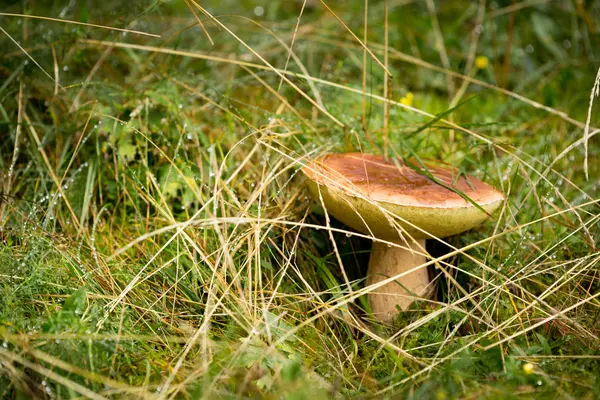 Boletus edulis, cogumelos comestíveis — Fotografia de Stock