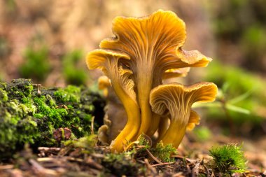 Cantharellus tubaeformis