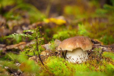 Boletus mantarı