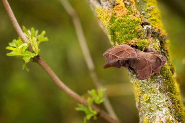 Yenilebilir mantarlar Auricularia auricula-judae