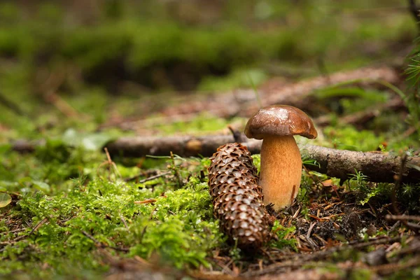 Imleria badia, eetbare paddenstoelen — Stockfoto