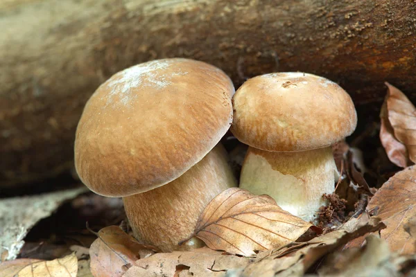 Boletus reticulatus — Stock Photo, Image