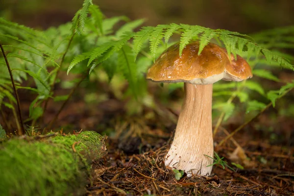 Cogumelos Comestíveis Com Excelente Sabor Boletus Edulis — Fotografia de Stock