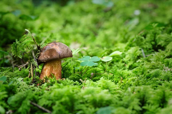 Neoboletus luridiformis, съедобные грибы с отличным вкусом — стоковое фото