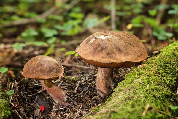 Funghi commestibili - neoboletus luridiformis — Foto Stock