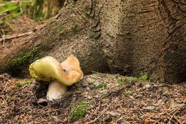 Edible mushrooms -  boletus edulis — Stock Photo, Image