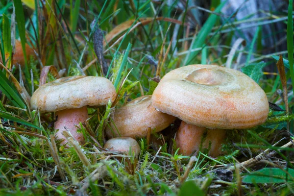 Lactarius deterrimus. Edible mushrooms. — Stock Photo, Image