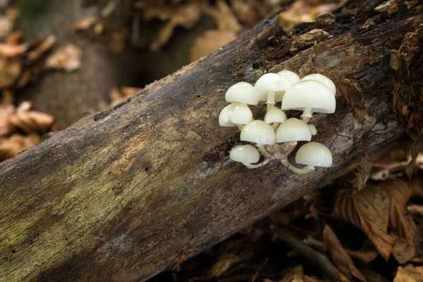 Mucidula mucida. Inedible mushrooms. — Stock Photo, Image