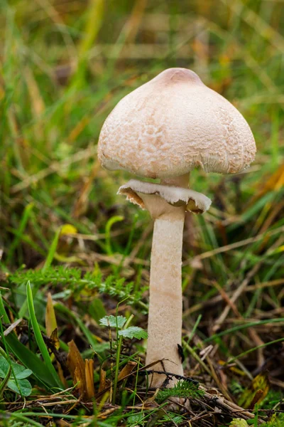 Macrolepiota mastoidea - cogumelo comestível — Fotografia de Stock