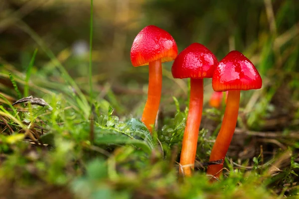 Nejedlé houby hygrocybe coccinea — Stock fotografie