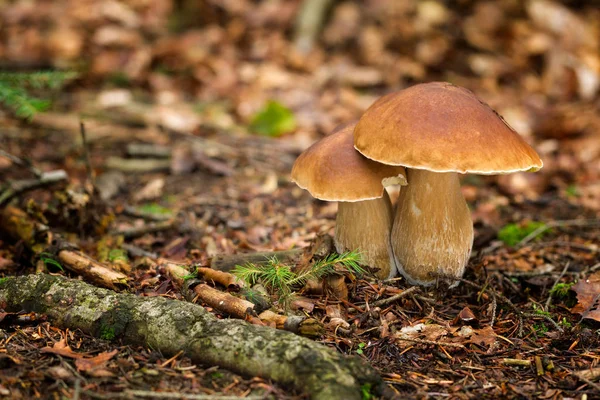 Boletus edulis de cogumelos comestíveis — Fotografia de Stock