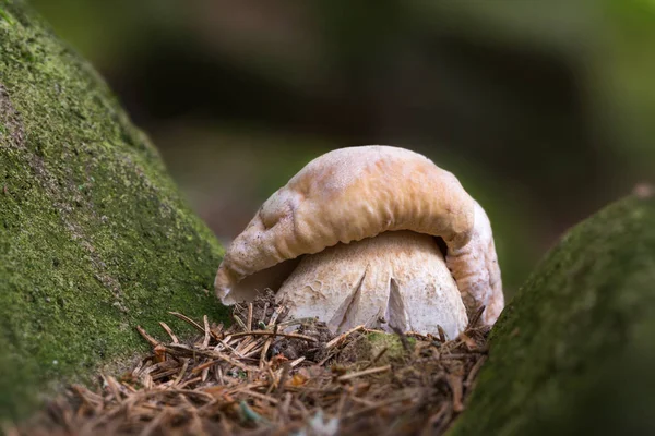 Boletus edulis. Edible mushrooms with excellent taste — Stock Photo, Image