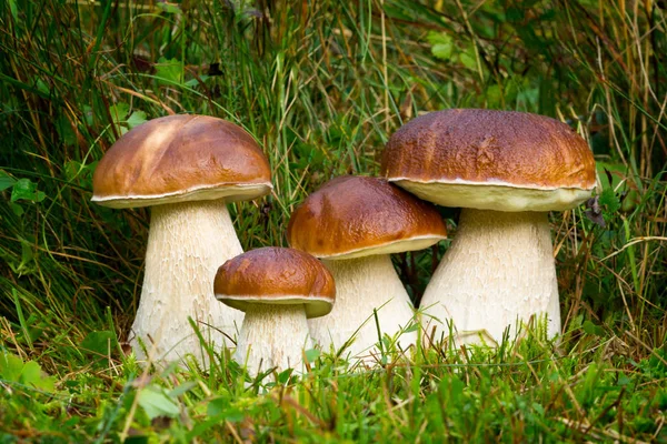 Boletus edulis, yenilebilir mantar.