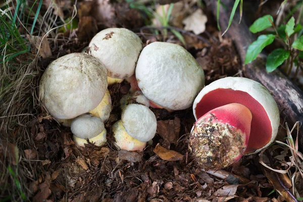 Rubroboletus satanası yenilemez mantar. Bir avuç zehirli mantar..