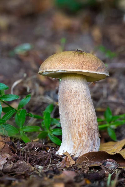 Boletus reticulatus, cogumelos comestíveis — Fotografia de Stock