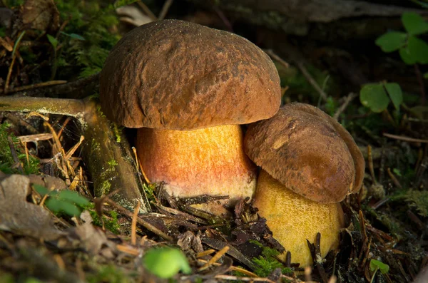 Boletus lufcformis — стоковое фото