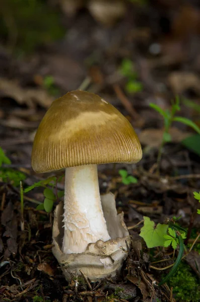 Amanita battarrae - fungo não comestível — Fotografia de Stock