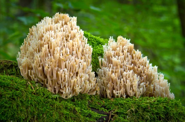 Artomyces pyxidatus — Stockfoto