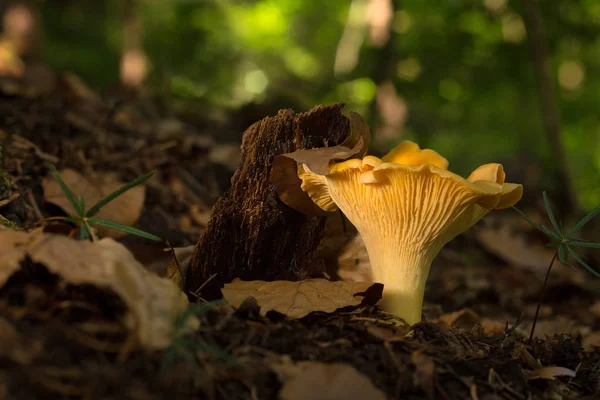 Cantharellus cibarius. Champignons comestibles avec un excellent goût . — Photo