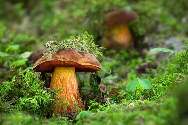 Neoboletus luridiformis, cogumelos comestíveis — Fotografia de Stock
