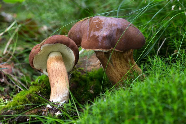 Boletus badius. Cogumelos comestíveis com excelente sabor . — Fotografia de Stock