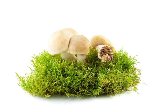 Taze Calocybe gambosa. Mevsimlik mantarlar.