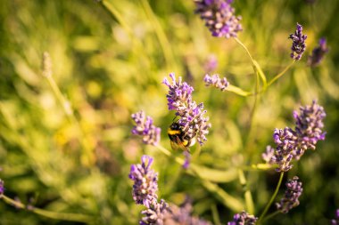 Lavanta kokulu bir yatakta yaban arısı