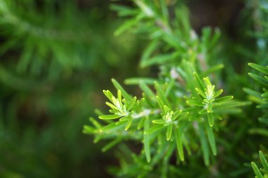 Biberiye - aromatik bitkiler