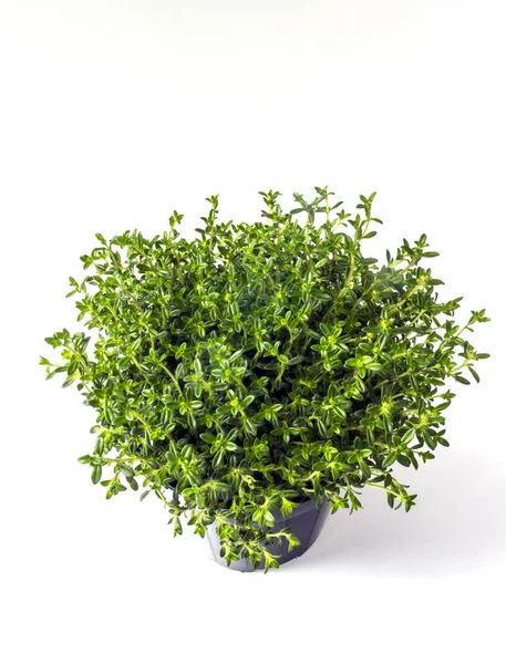 Kış tuzlu (Satureja montana)