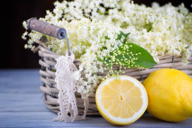 Taze zenci sambucus.